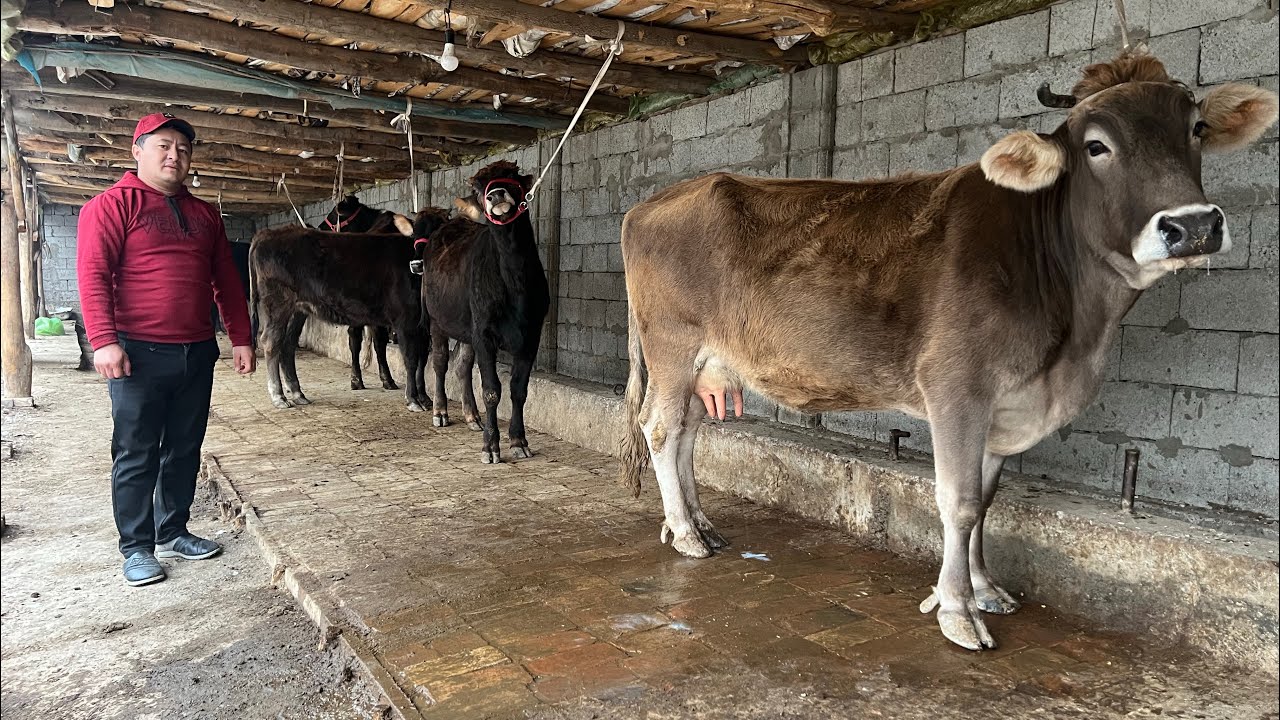 BOGOZ SIGIRLAR SOTILADI ☎️902052128декабря 2025 г.