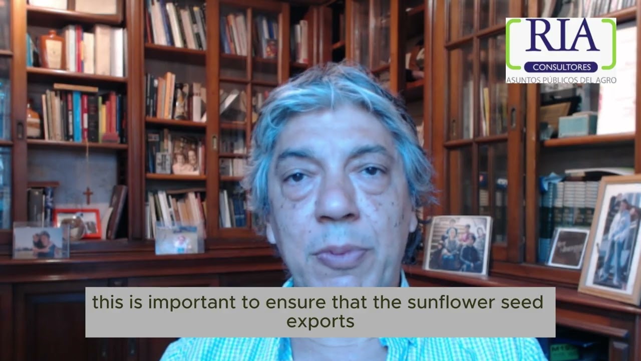 The impressive Argentine sunflower campaign