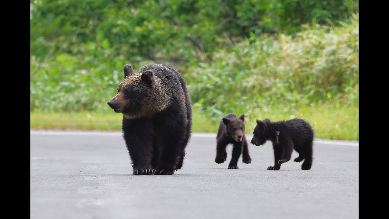 ２０２５年🐻総集編
