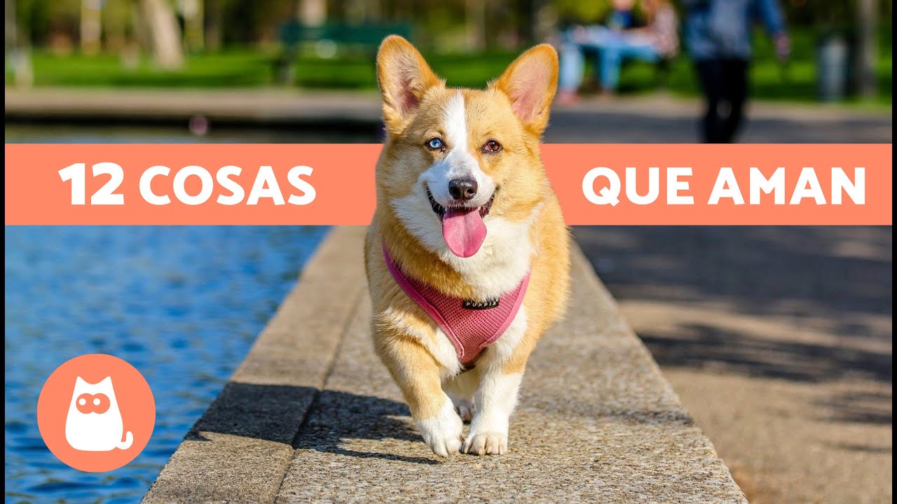 12 COSAS que m&aacute;s AMAN los PERROS 🐶 &iexcl;Desc&uacute;brelas!