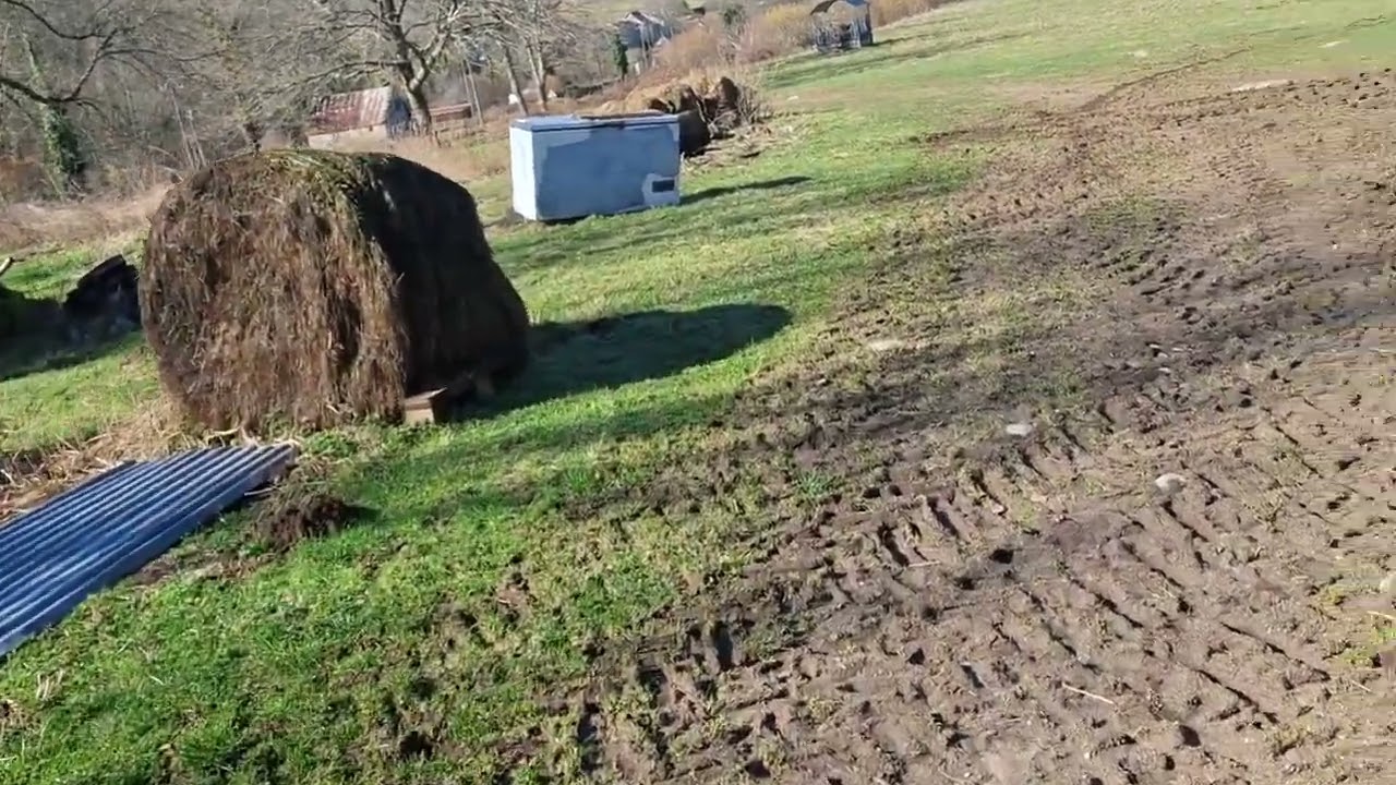 On coupe l'arbre