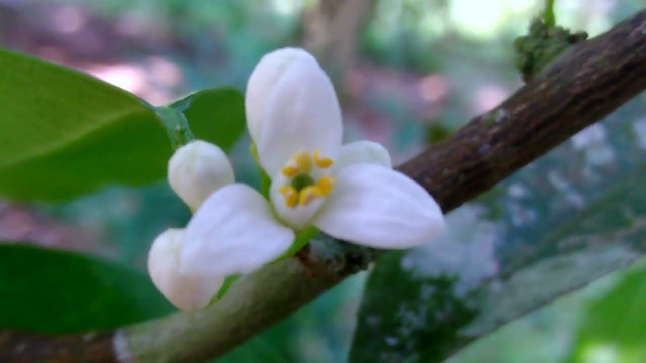 Atalantia ceylanica plant | Yaki naran tree