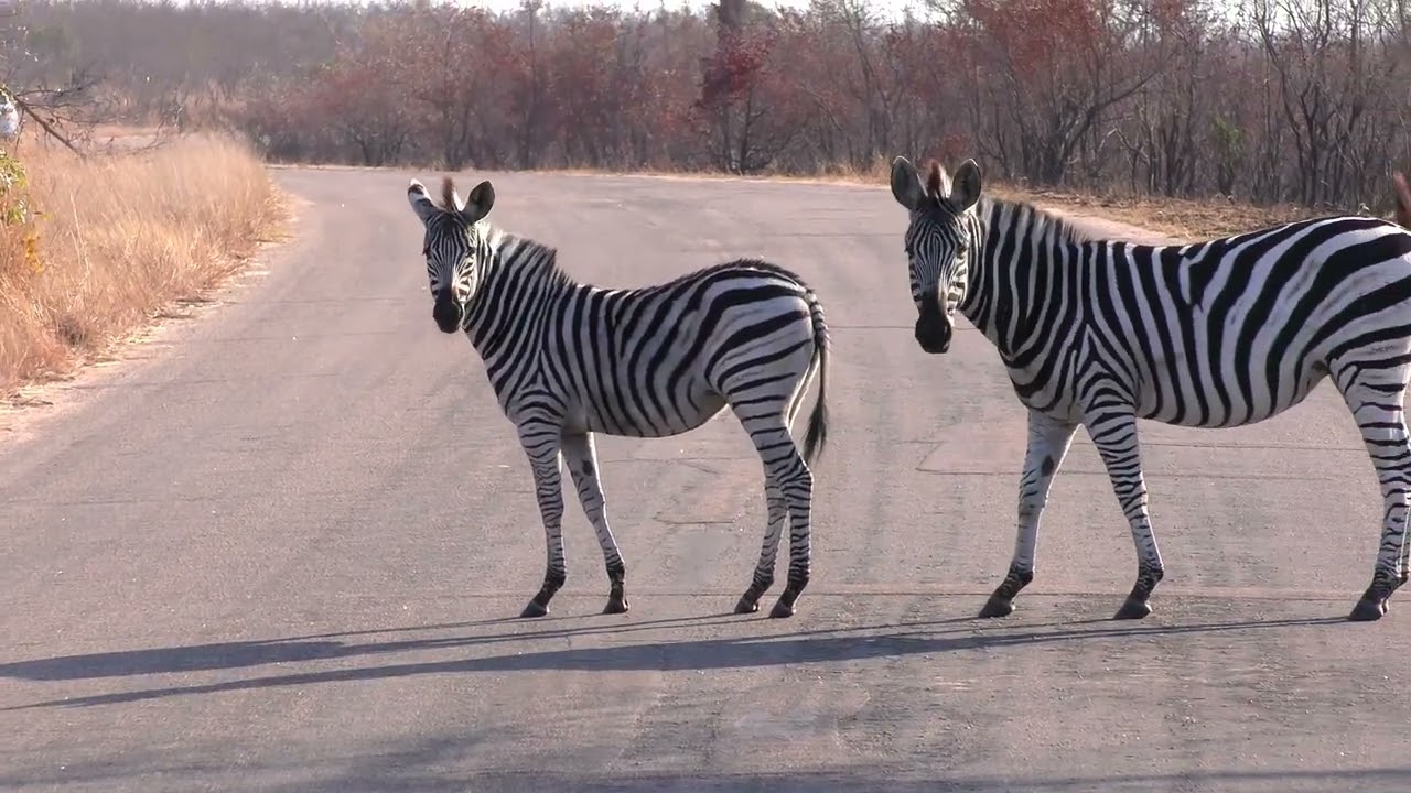 Kruger National Park: Zebras