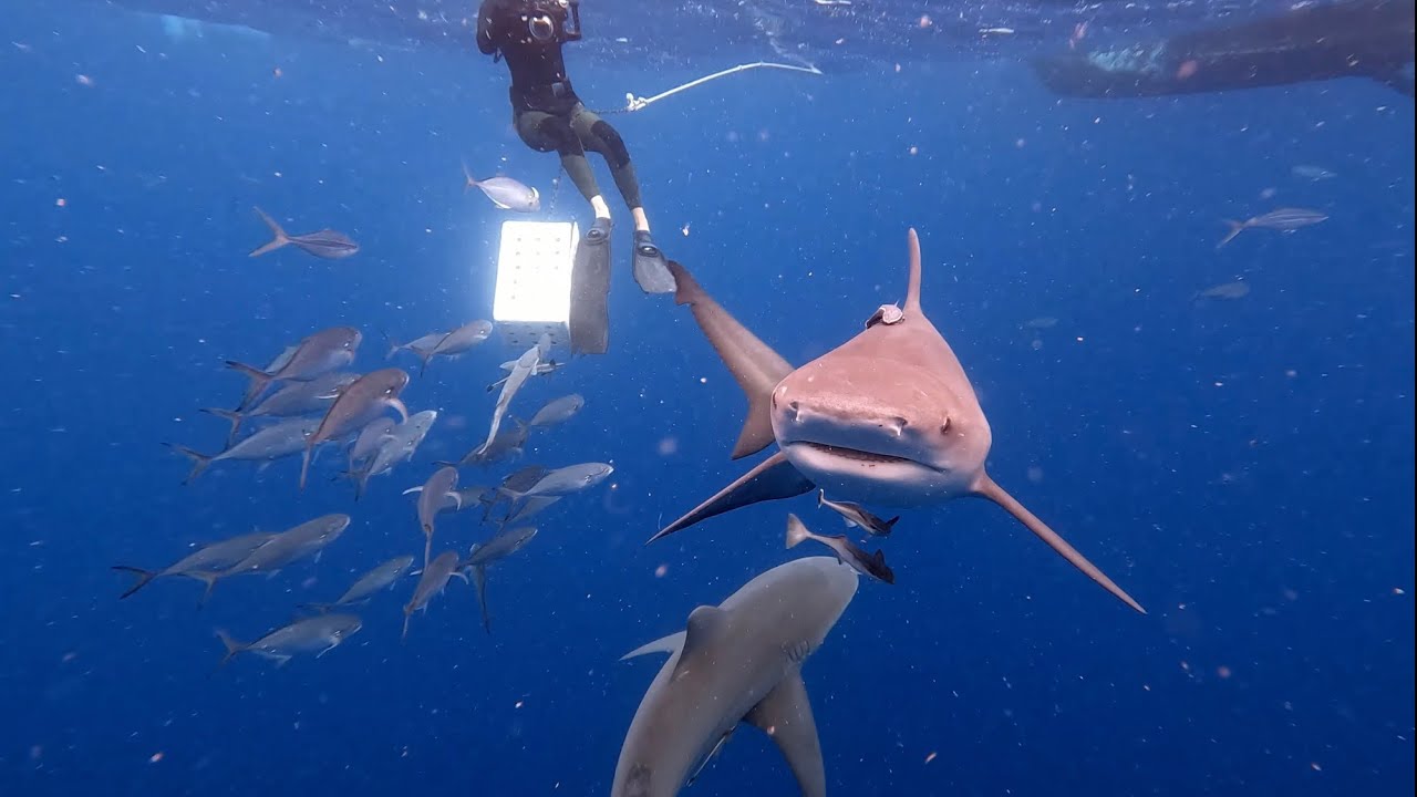 Huge 10ft Bull Shark Encounter in Florida! GoPro HERO10 Black