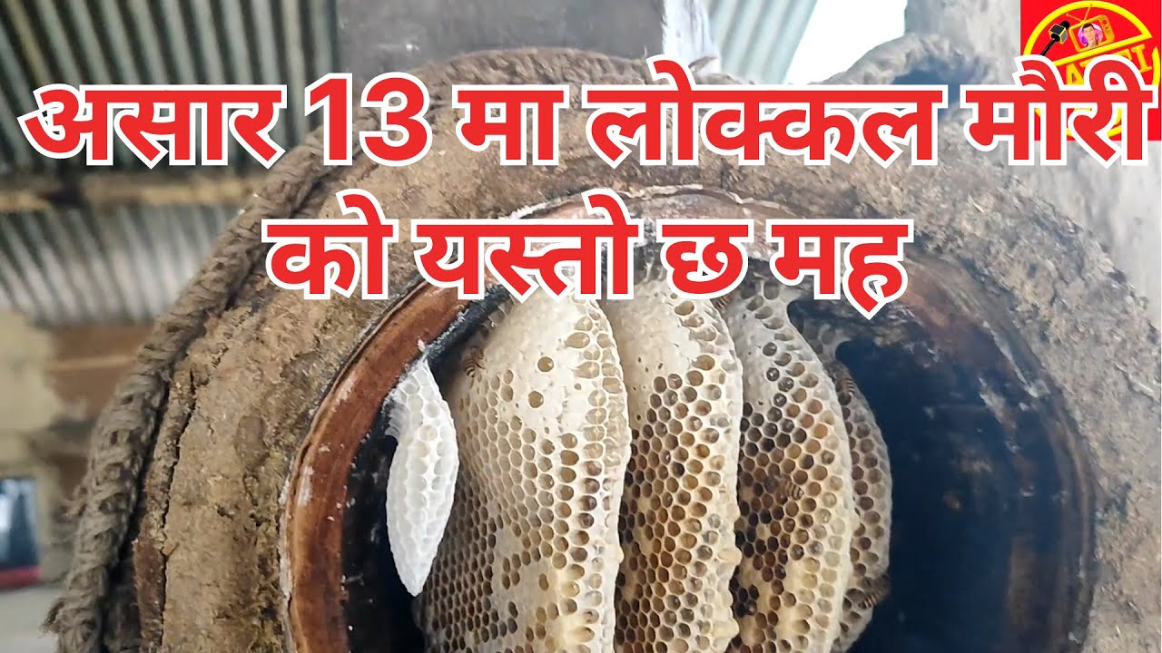 Mauri palan, agriculture in nepal, mauri, मुरे घार को मौरी कार्दै bee keeping agriculture in nepal