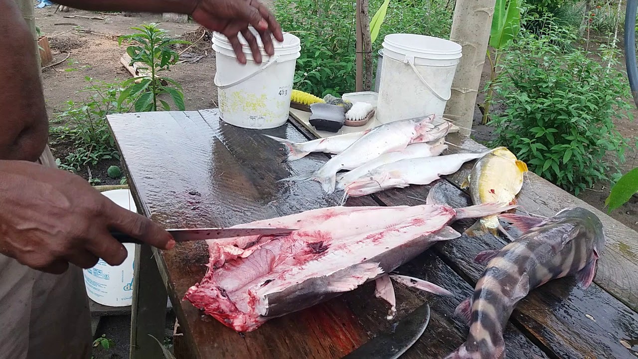 Abrir e limpar o peixe para salgar/salmourar