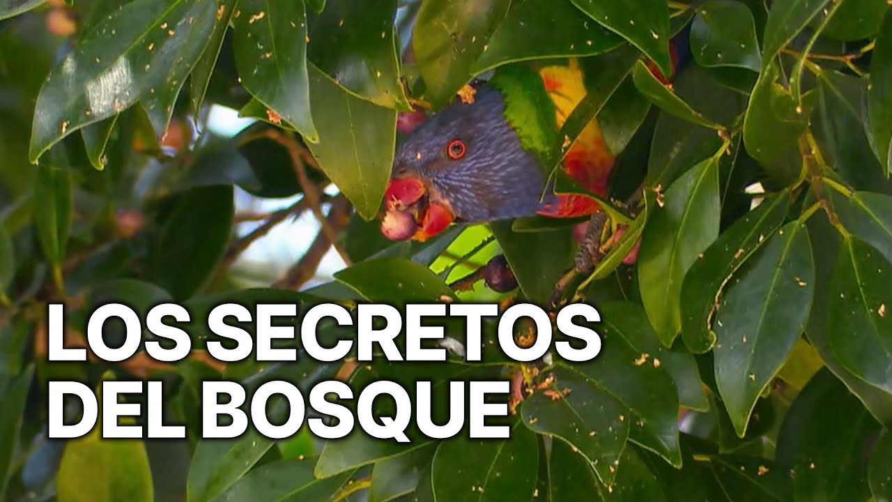 Los Secretos del Bosque | Ecosistemas que Inspiran