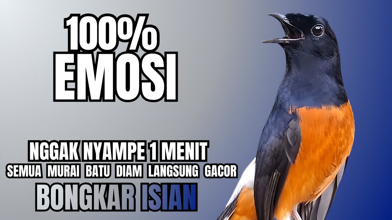 PANCINGAN Murai Batu FIGHTER NEMBAK ISIAN KASAR !! Murai macet bunyi dengar ini langsung GACOR 