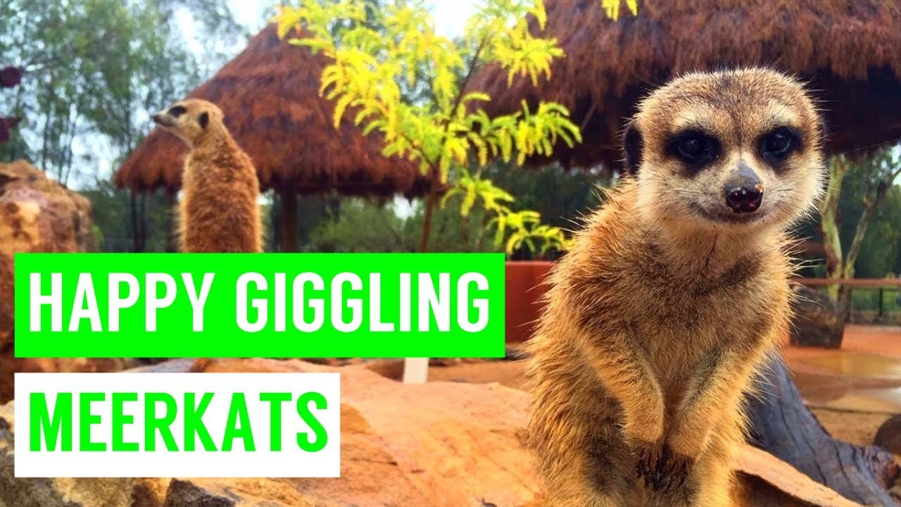 Baby MEERKATs giggling and playing compilation!