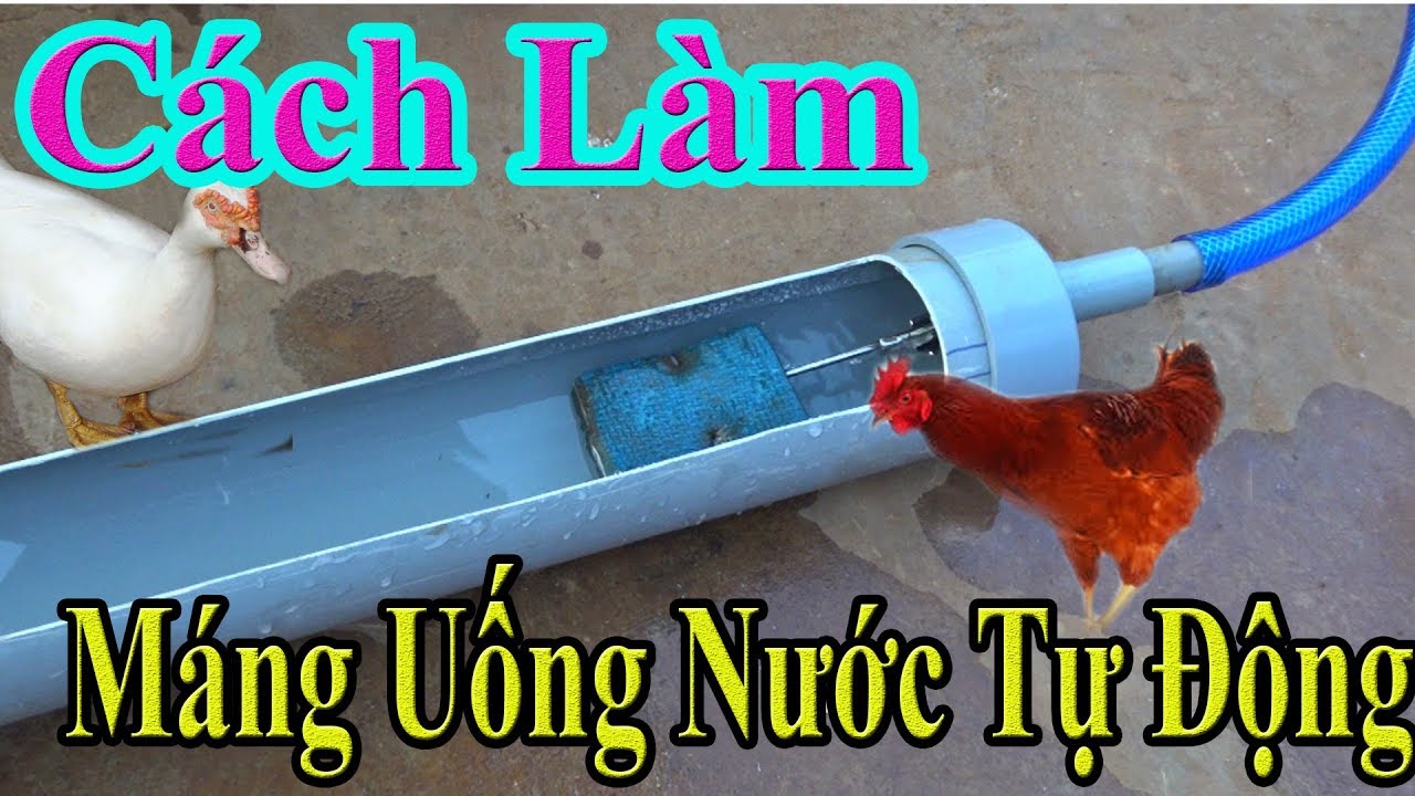 Cách Làm Máng Uống Nước Tự Động Cho Gà Ngan Vịt Cực Kỳ Đơn Giản