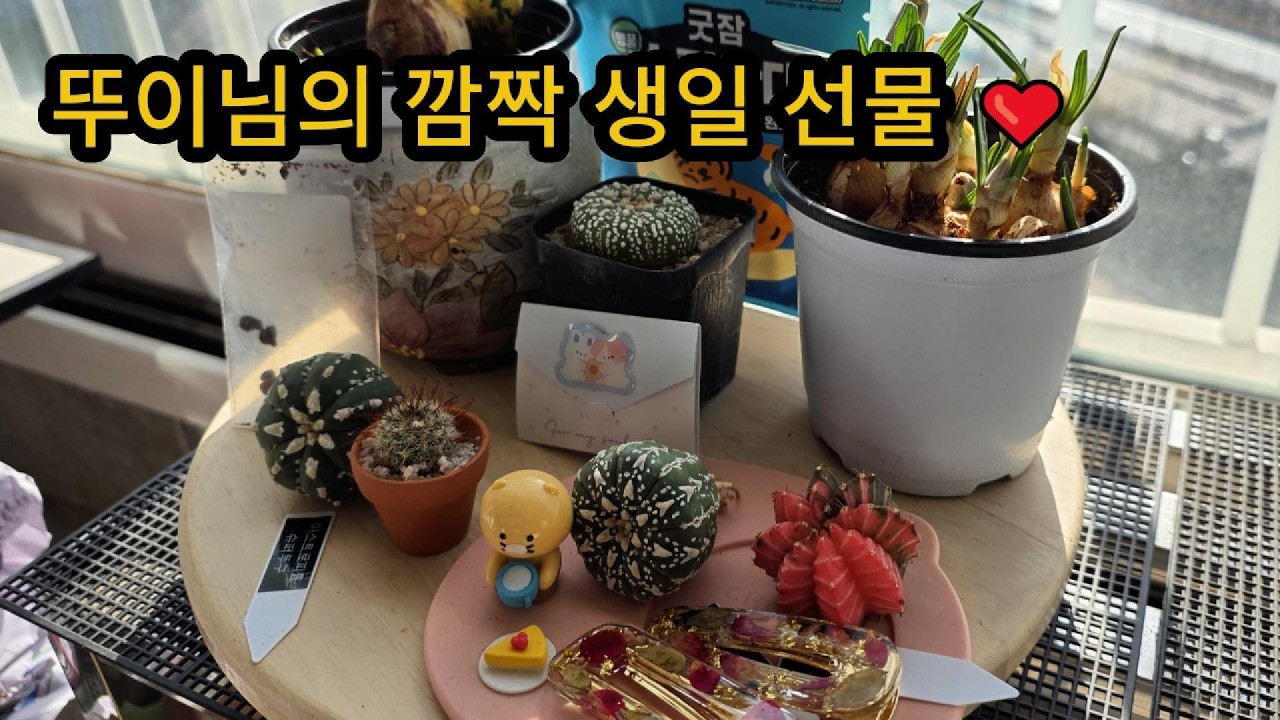 뚜이님의 깜짝 생일선물! 너무 감동이다요!! #다육식물