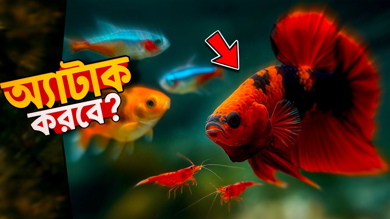 কী হবে যদি বেটাফিশকে অন্য মাছের সাথে রাখা হয়❓|| Inside Aquarium