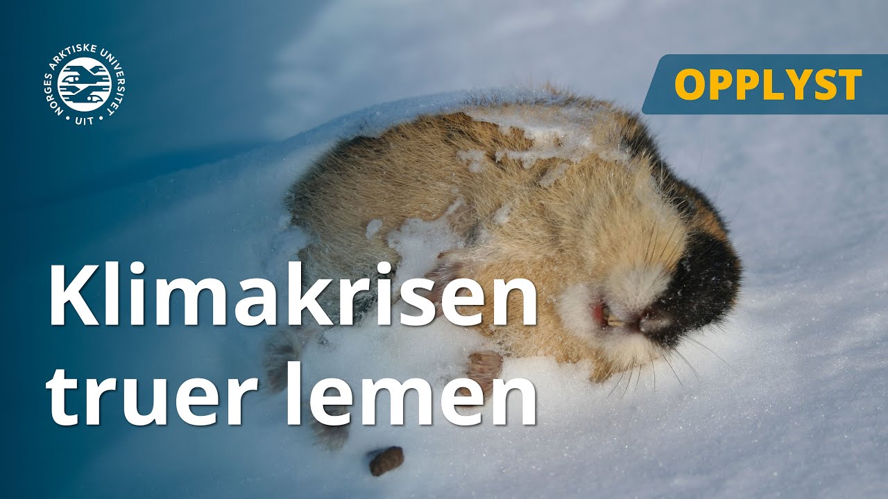 Klimakrisen truer lemen.