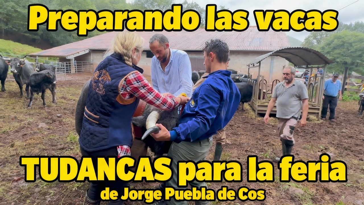 ¡HISTÓRICO! Vuelven las Vacas Tudancas a la Feria 40 Años Después 🐂🔔 | El Orgullo de Jorge Puebla