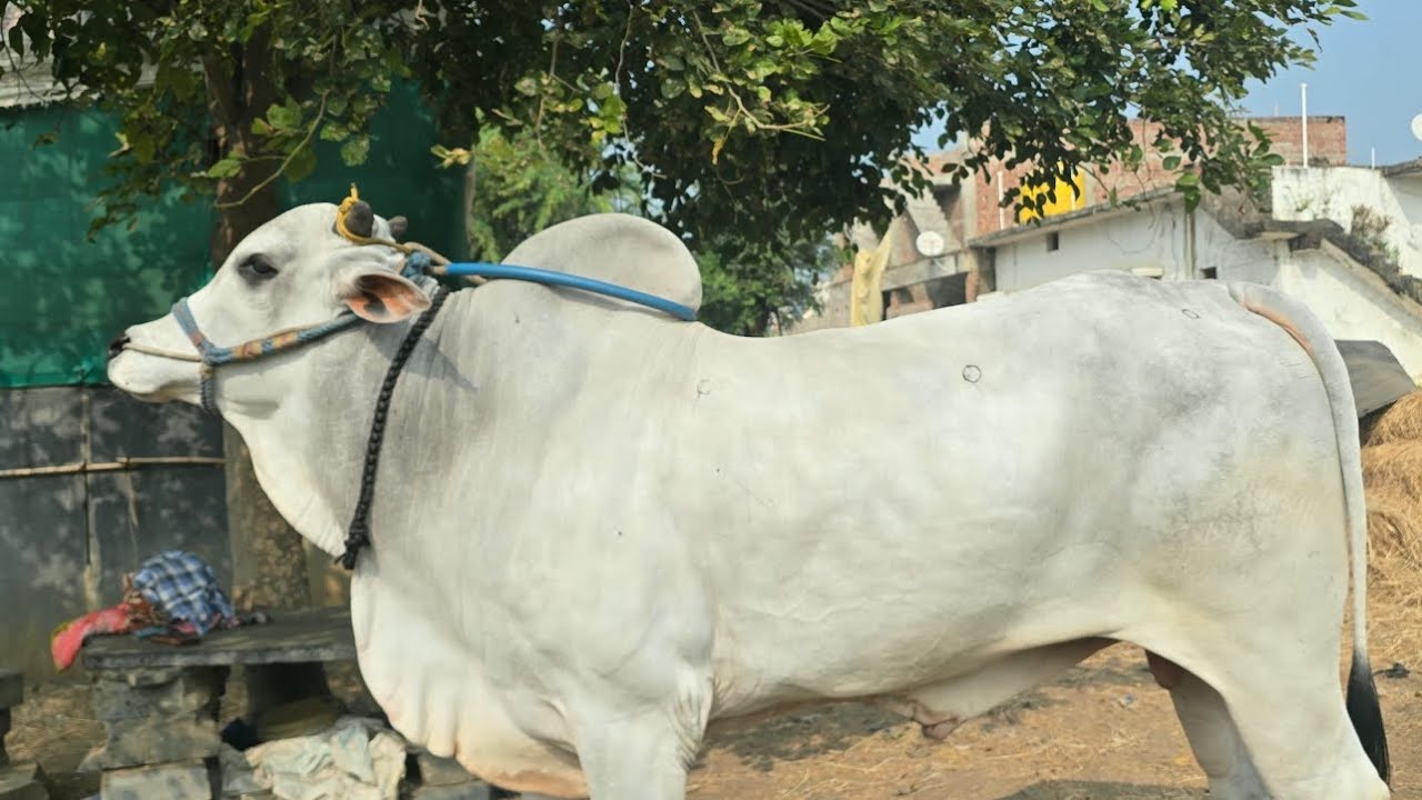 వీడియోలో కనిపిస్తున్న ఆరుపండ్ల గిత్తకు రైట్ సైడ్ కు పొత్తు కావాలి 
