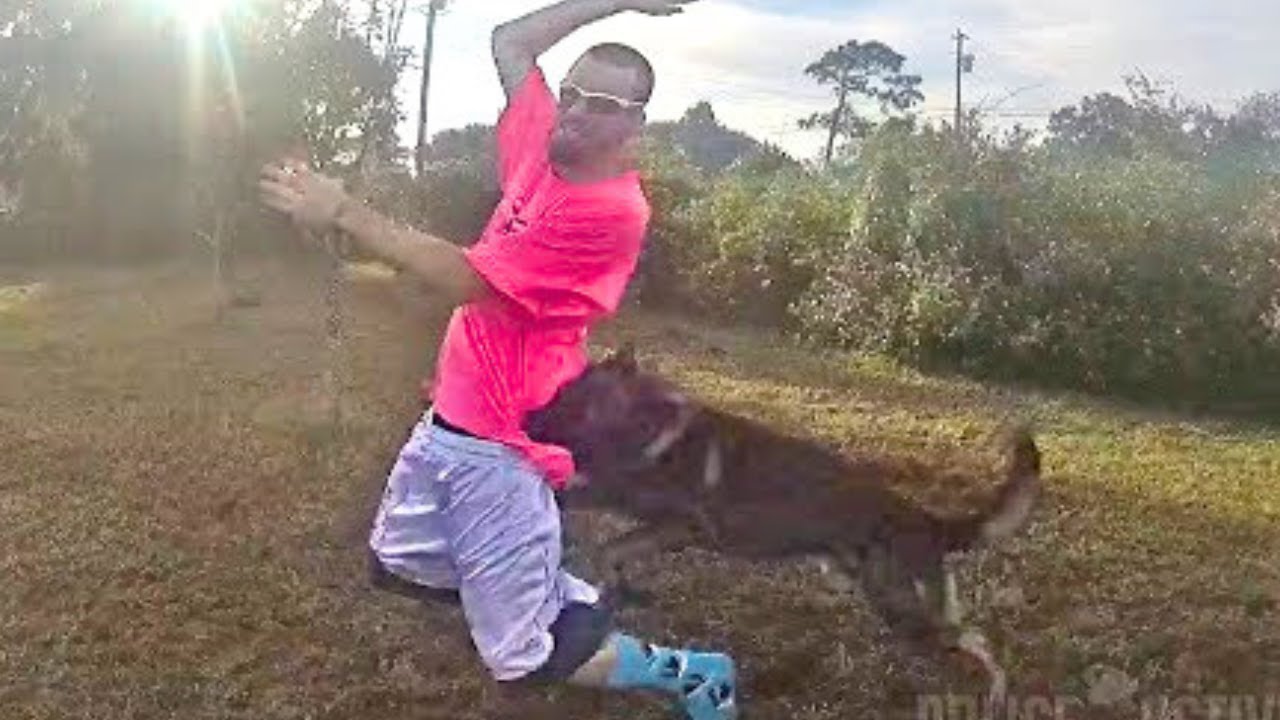 Most Brutal Police K9 Takedowns