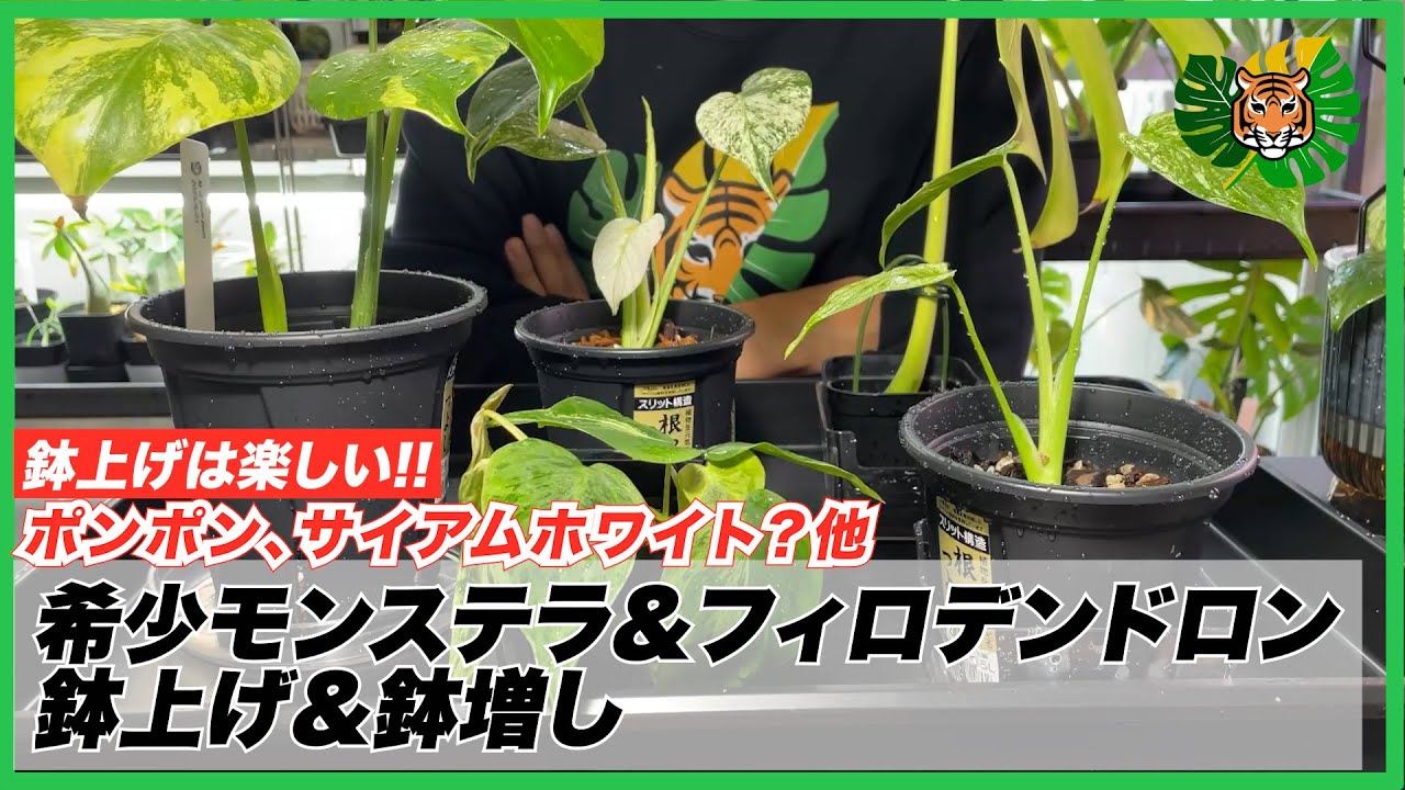 【モンステラ/フィロデンドロン】超希少モンステラの水挿し➔鉢上げと、希少モンステラ、フィロデンドロンの鉢増し