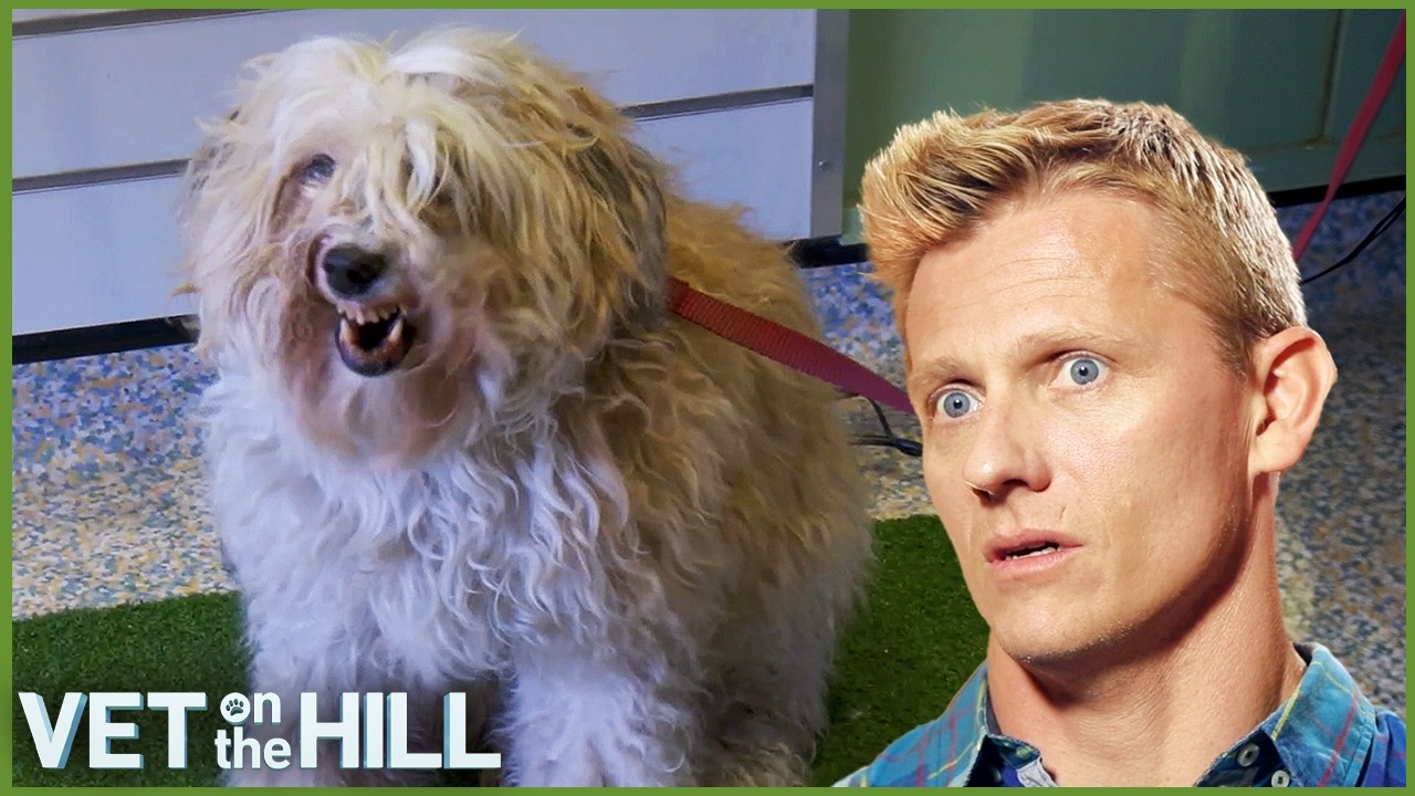 The One Dog That Scares The Vets! 😬 Vet On The Hill  Extended