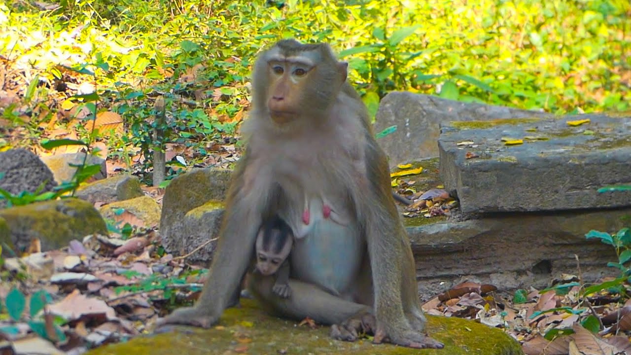 Will Libby have a hybrid baby again? Who does this baby resemble, as he looks like a very brave boy?