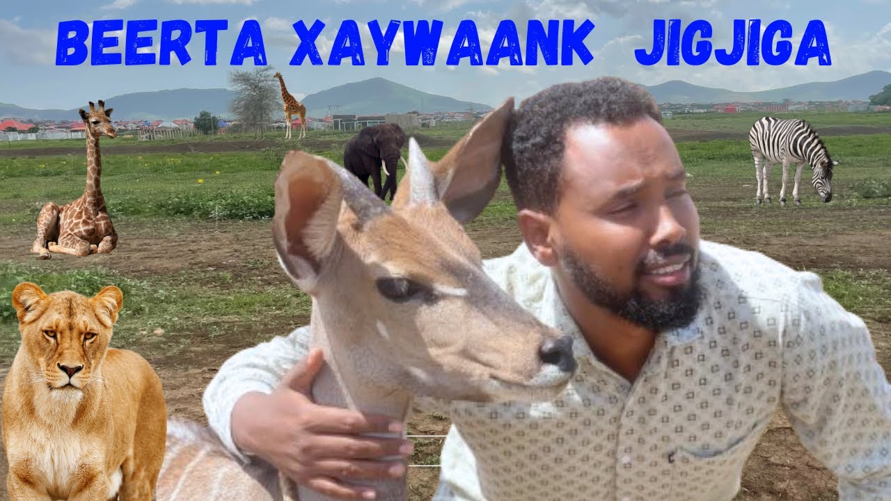 BEERTA XAYAWAAN EE JIGJIGA  2024