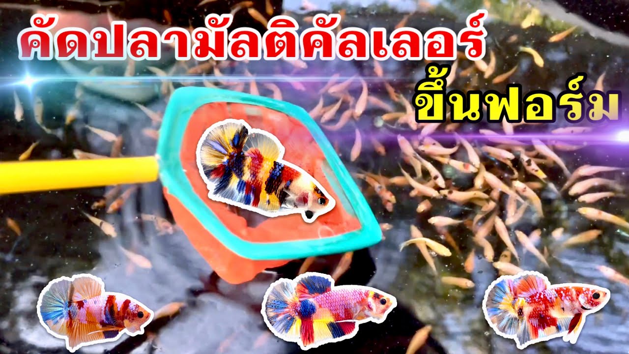 คัดปลามัลติคัลเลอร์ขึ้นฟอร์ม #betta #multicolor #luckyplakad