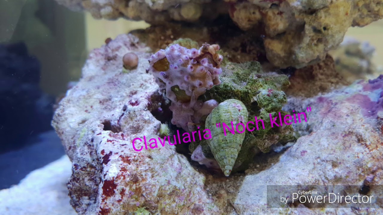Riffaquaristik Meerwasser Red Sea Reefer 170 Der Anfang