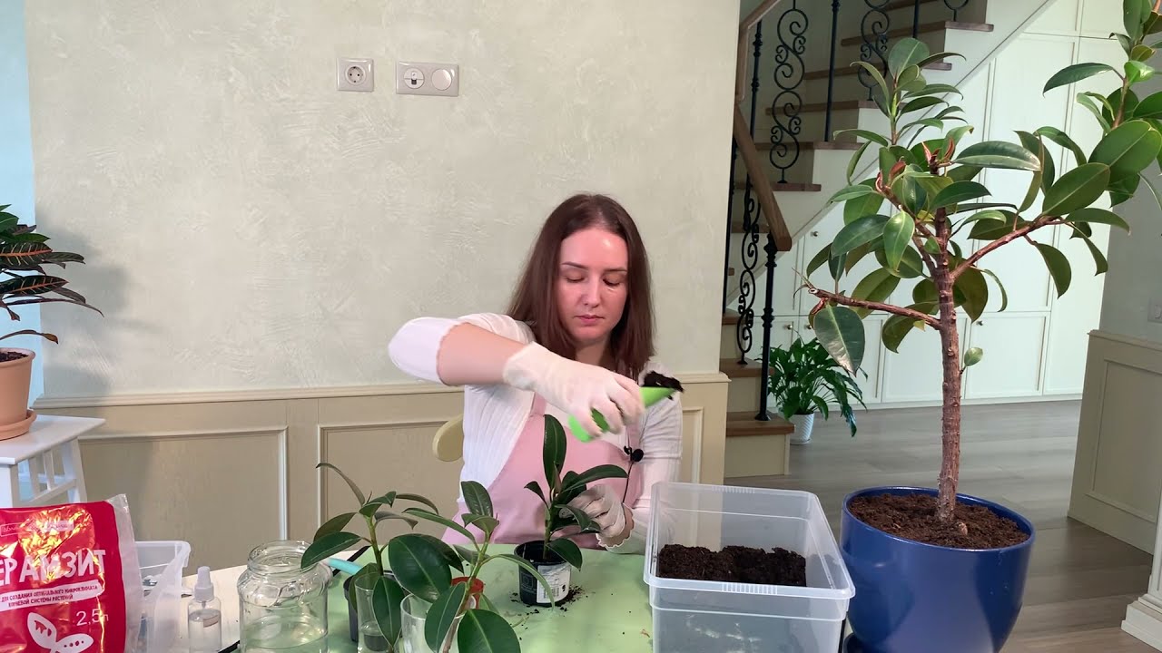 №6. Фикус эластика, результаты обрезки.