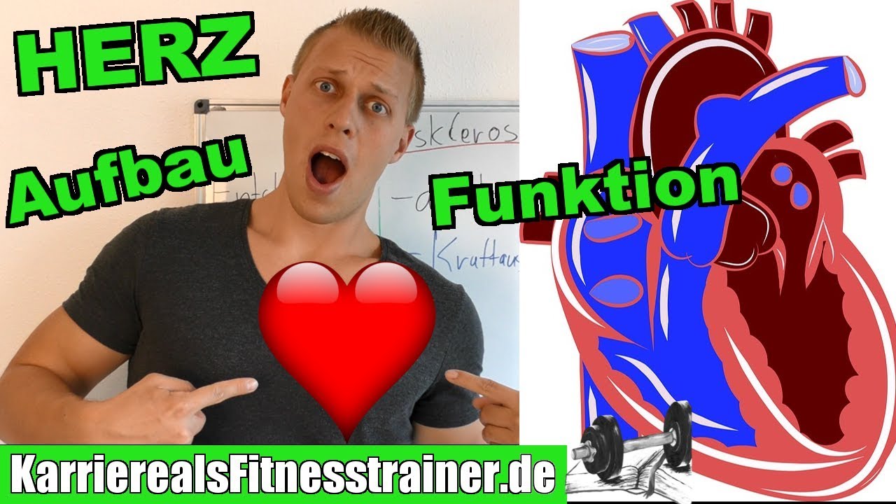 Herz & Herz- Kreislaufsystem | Aufbau und Funktion, Systole Diastole einfach erklärt
