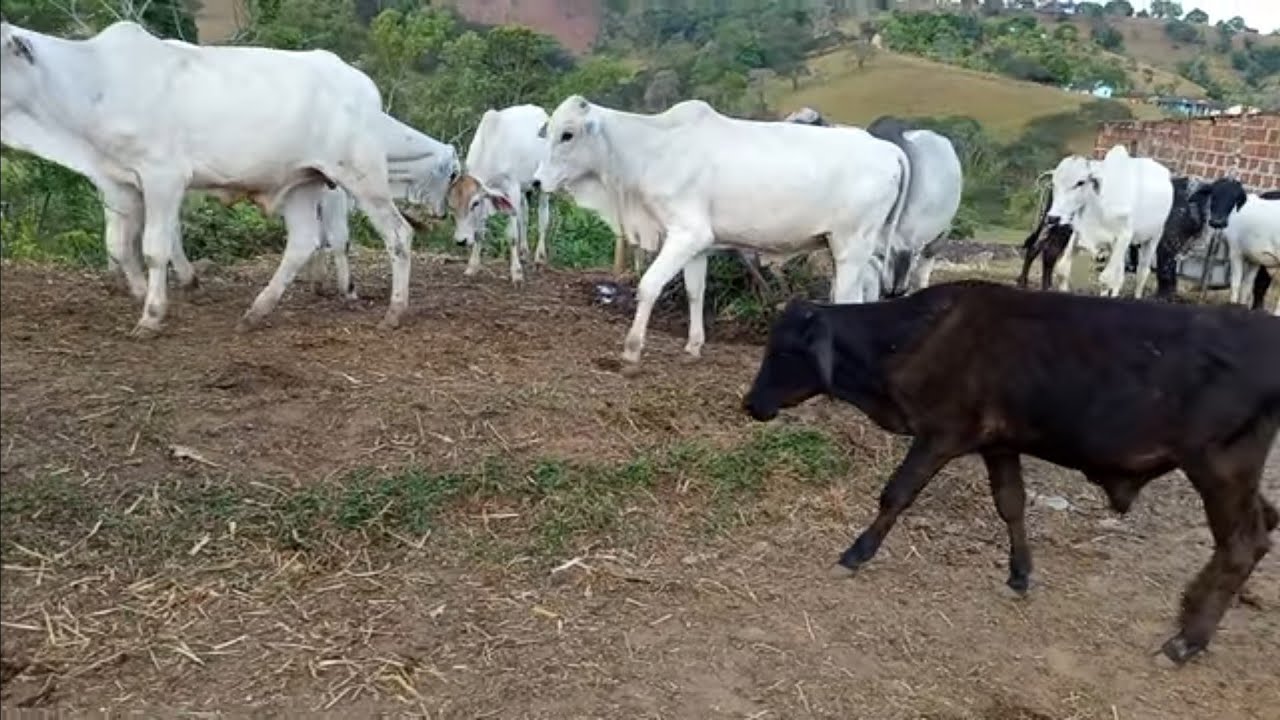 Gosto muito do que faço 