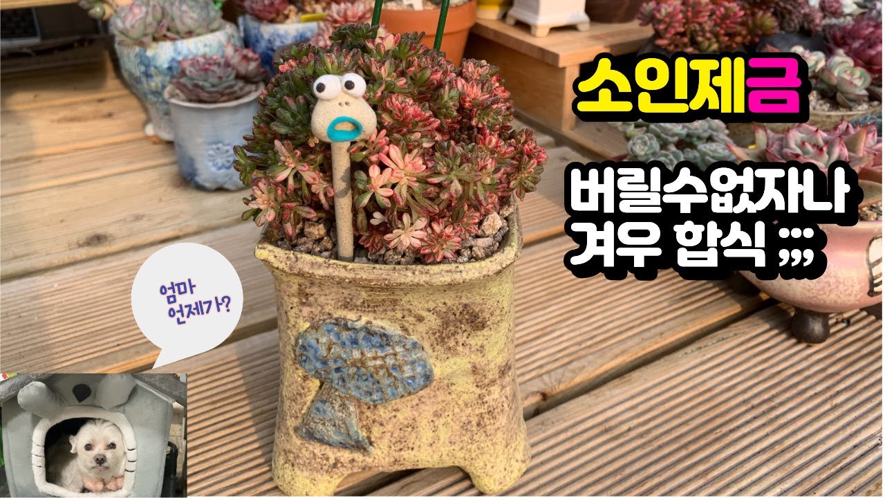 260205[다육케어합식] 두번만에 겨우 앉혔어요 소인제살리기합식[아롬군특별출연]