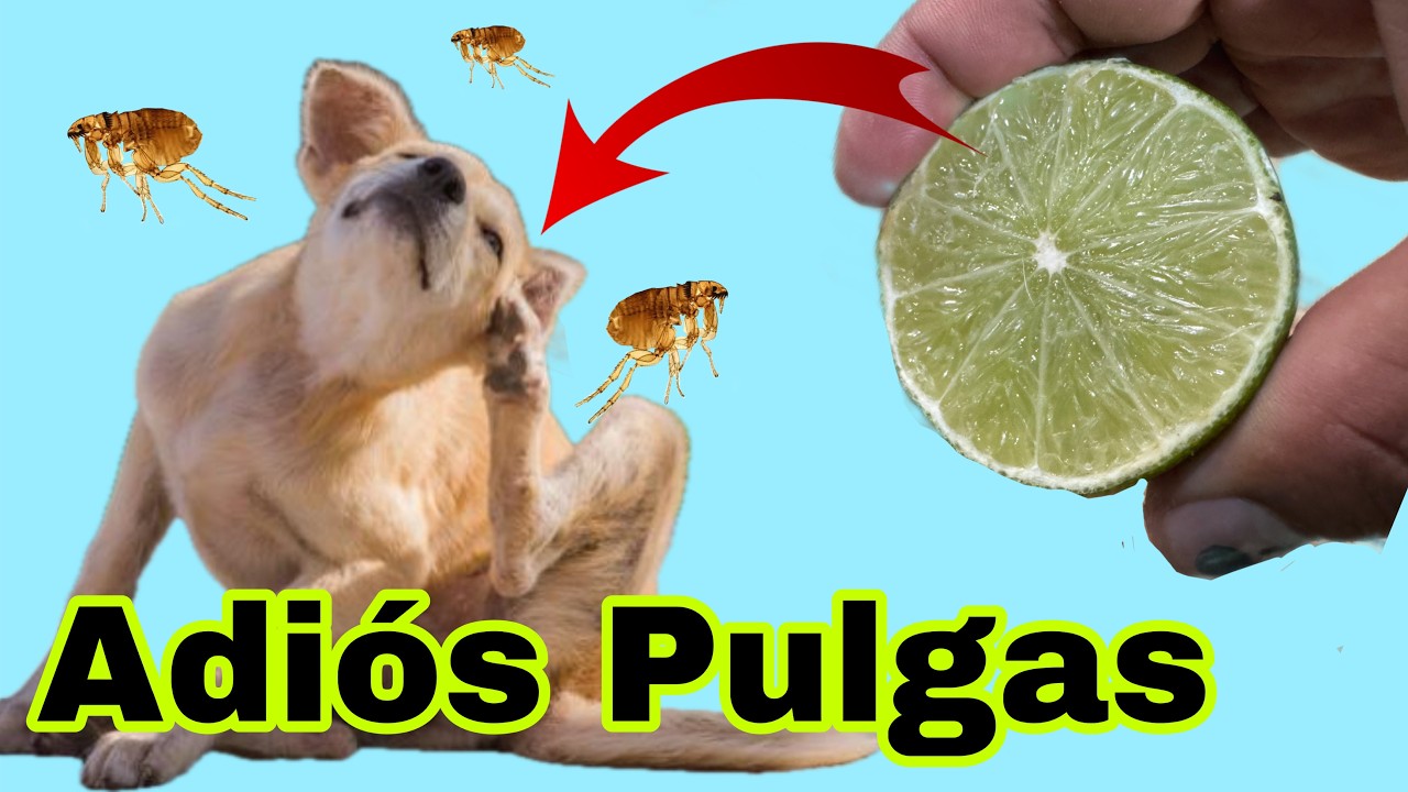 Como Eliminar Pulgas y Garrapatas Utilizando Lim&oacute;n