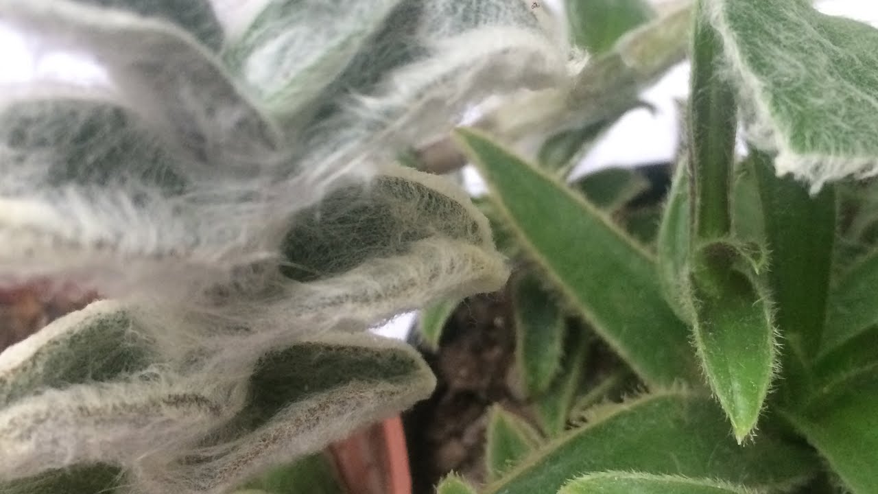 TRADESCANTIAS PELUDAS - SEUS SEGREDOS