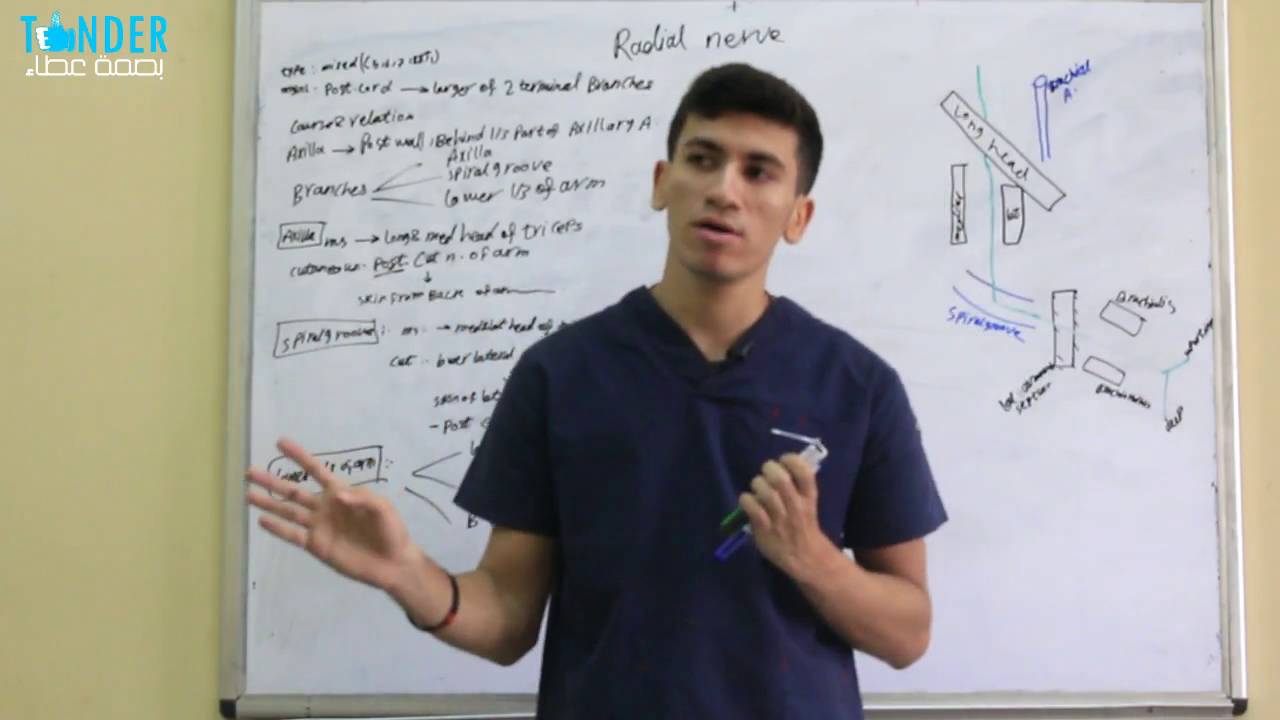radial nerve