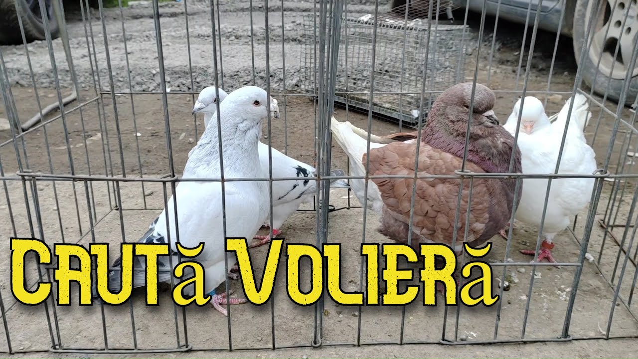 Târgul de porumbei și alte păsări Alba-Iulia