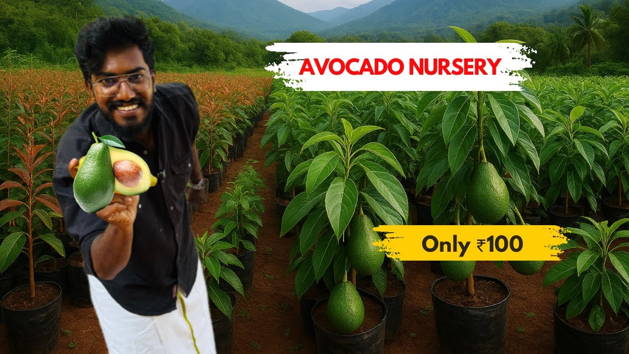 80,000 To 1 Lakh Avocado ￼🥑 plant production, Every Year in Karnataka | Agrotill #farming