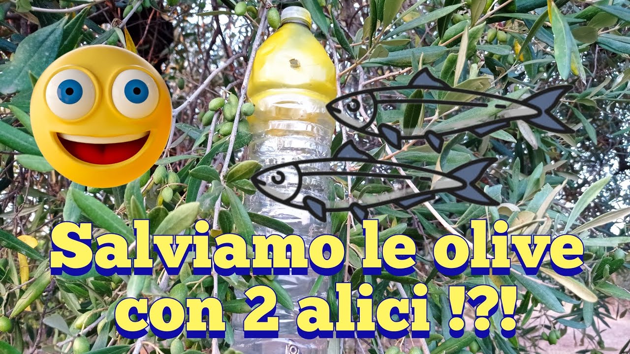 Realizziamo insieme delle ottime trappole contro la mosca dell' olivo!!