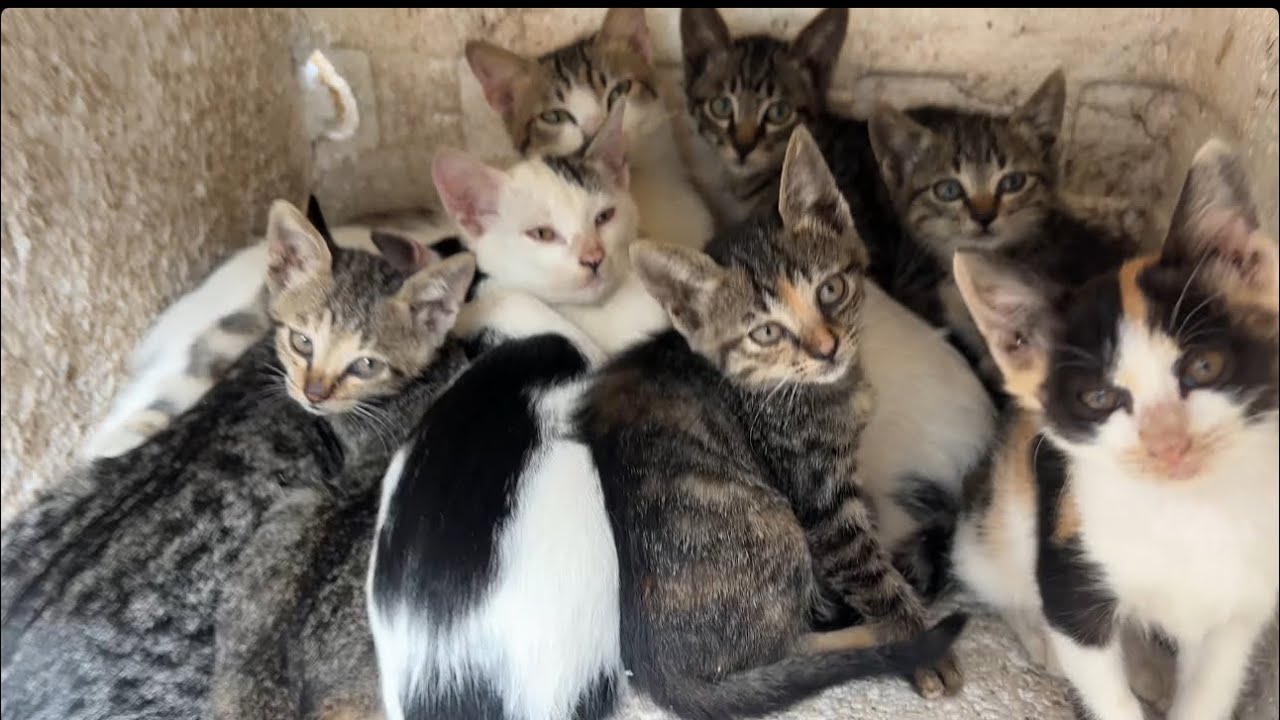 The survival instinct of a cat family at the garbage dump, under the harsh cold of winter.