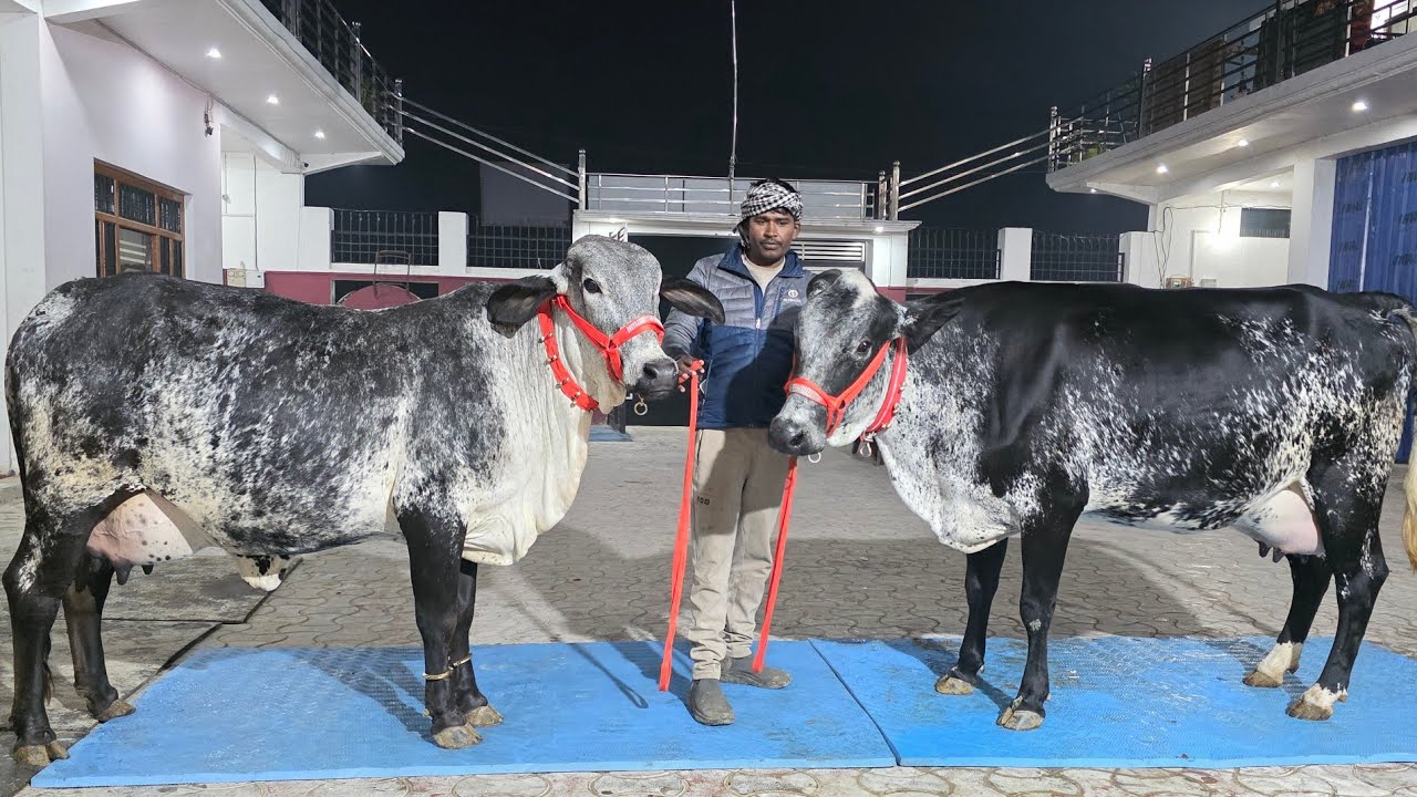 दो-दो दांत की Girlando और HF की फर्स्ट टाइमर बछङिया बिक्री के लिए उपलब्ध !8127933448,9936366262,