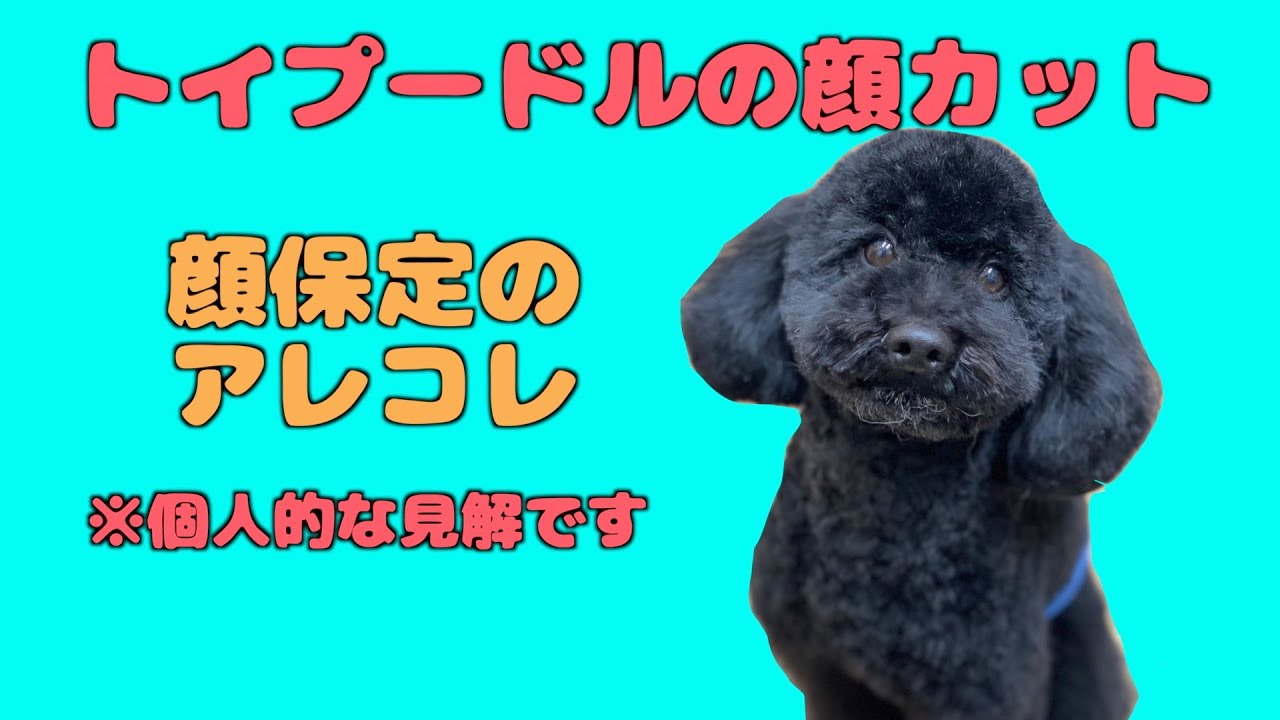 プードルさんの顔カット(顔保定のアレコレ)