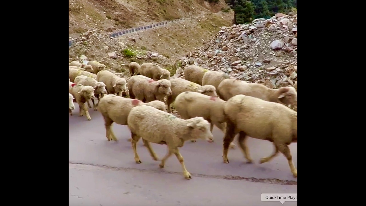 A short movie on my  trip through Pir Panjal Range #pirpanjalrange #jammukashmir #india #journey