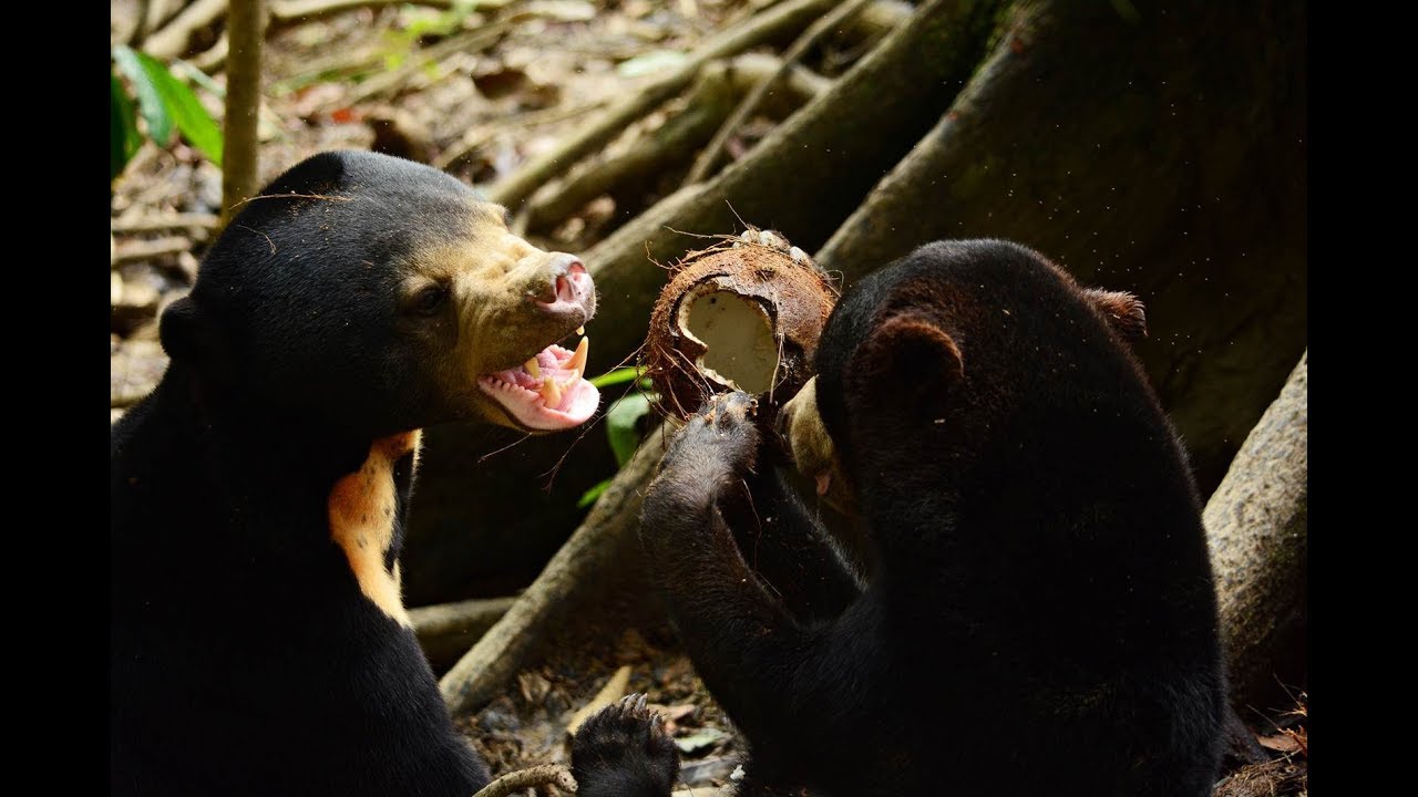 Sun Bear Diet | Sun Bear Eating Coconut And Loving It | BSBCC