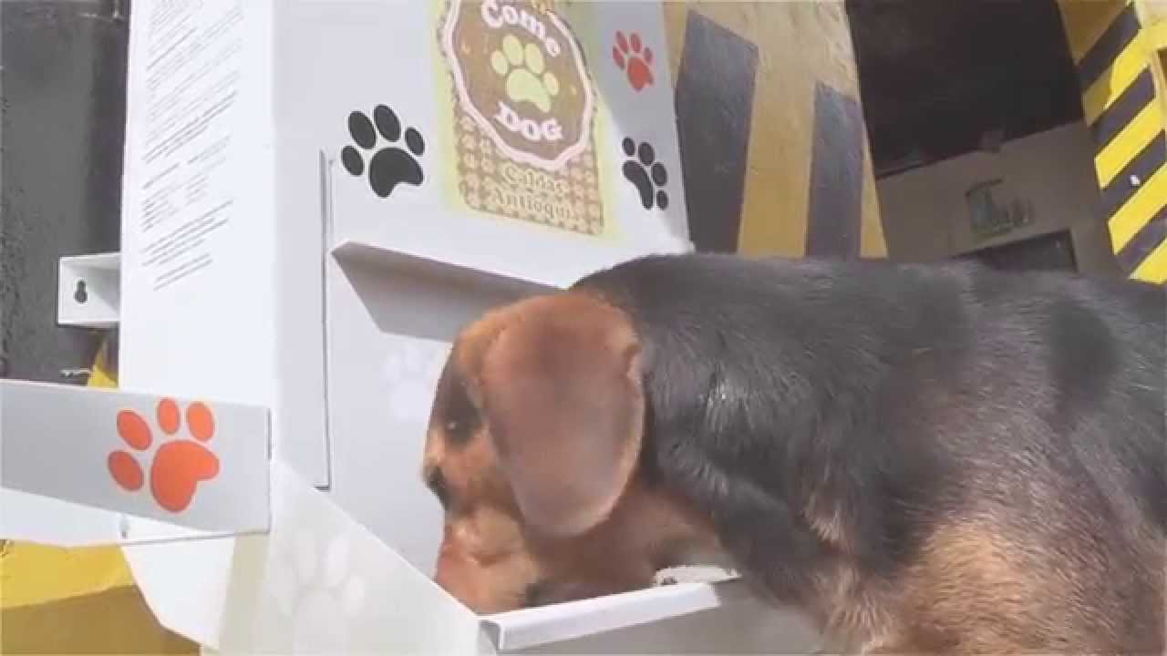ComeDog: Comedero para perros callejeros
