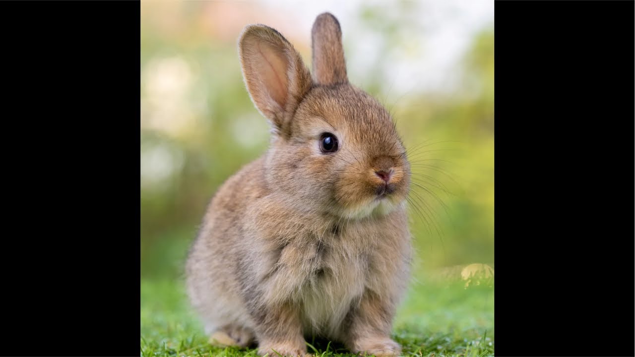 bunni (I better not get copyrighted for this I swear to god)