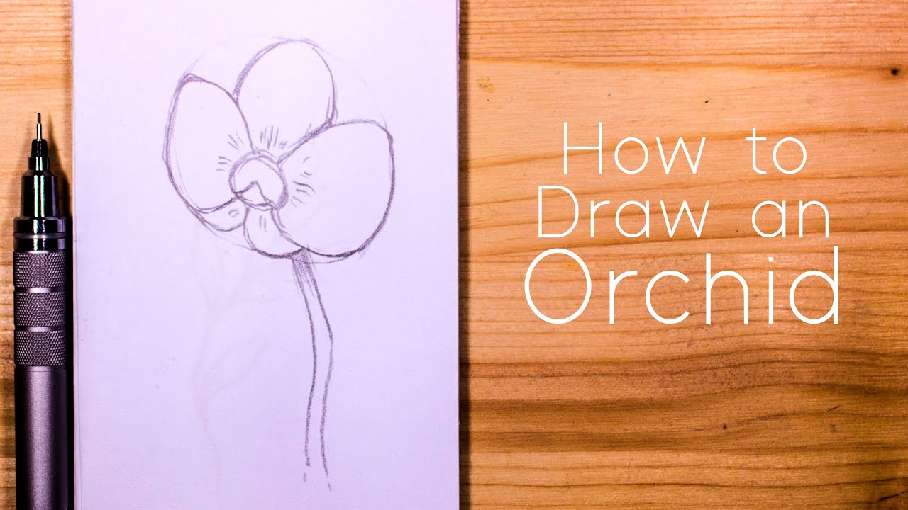 How to Draw an Orchid : Step by Step for Beginners