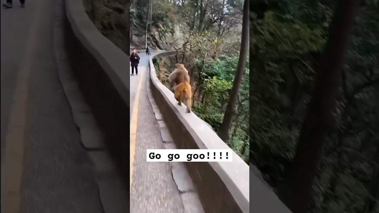 Let's runn!!!!🤣🤣🤣 #monkey   #trending #funny