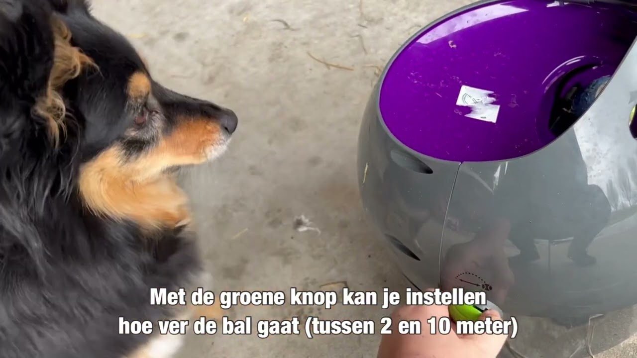 Hond Dana test de PetSafe automatische ballenwerper / automatische ballengooier / hondenspeelgoed
