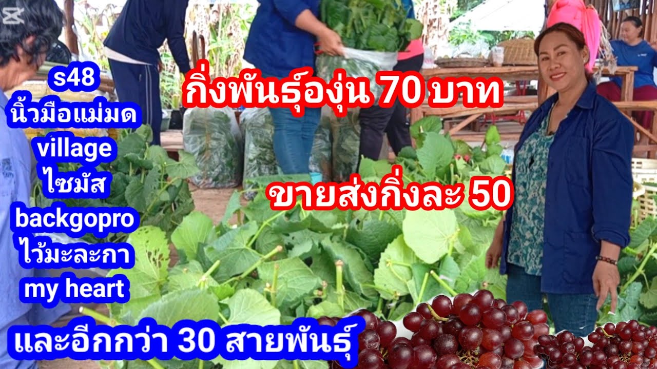 กิ่งพันธุ์องุ่นราคาถูกที่สุด!! คุณภาพดี ดีกว่า 30 สายพันธุ์ให้เลือก ในราคาเดียว ไร่องุ่นเจริญทรัพย์