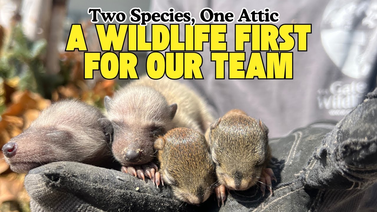Two Species, One Attic: A Wildlife First for Our Team!