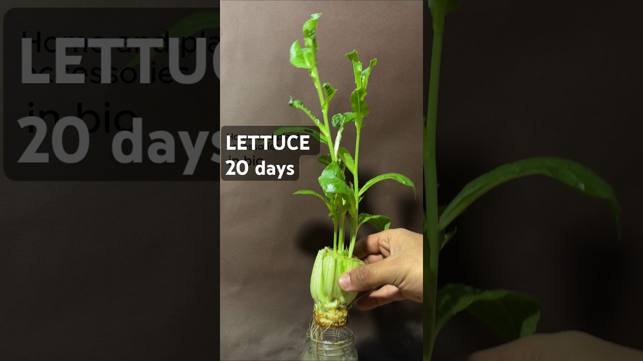 LETTUCE regrowing time lapse, 20 days in water