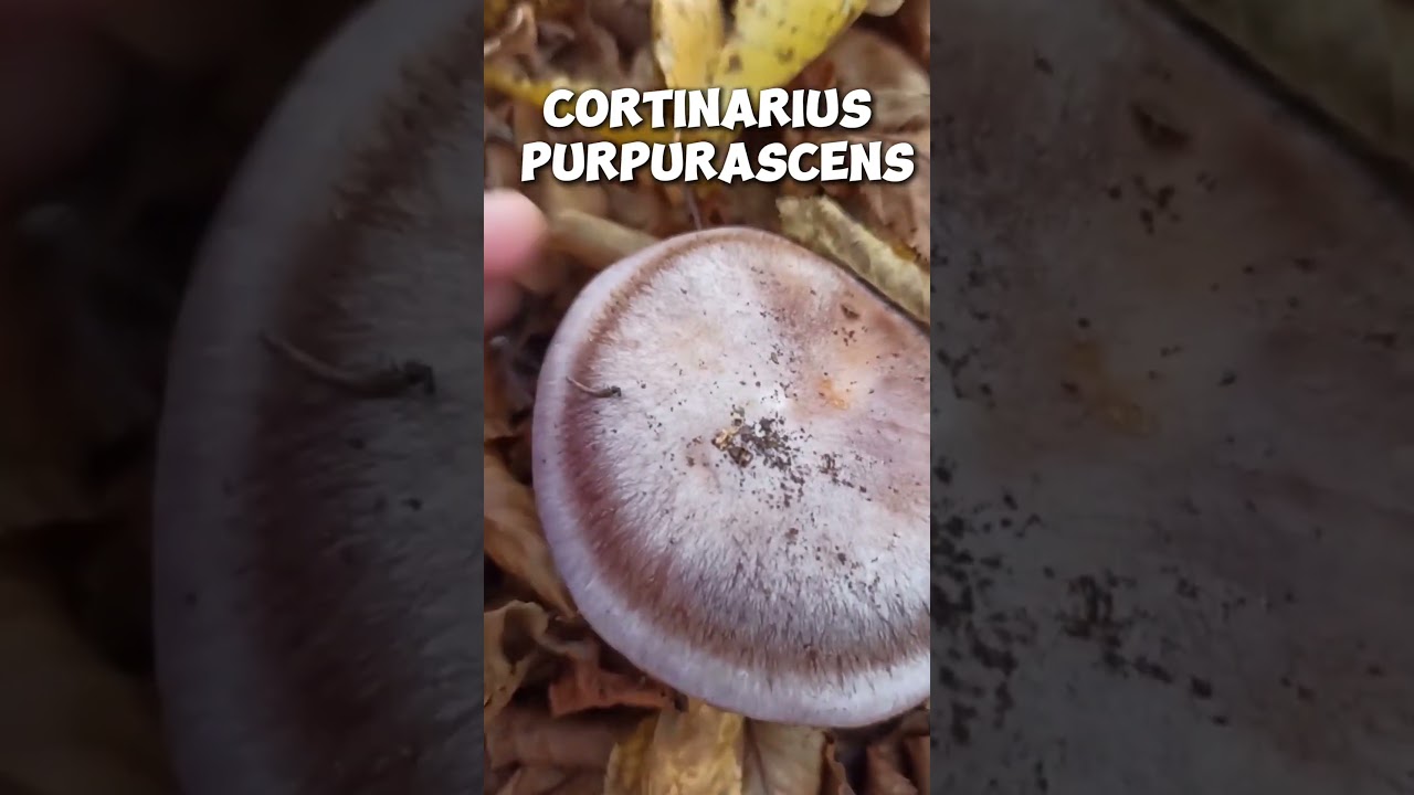 Cortinarius Purpurascens #shorts wild mushroom